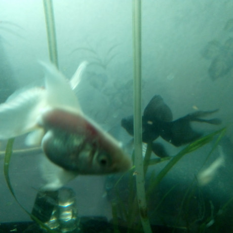 akvariumy-i-rybki-big-7