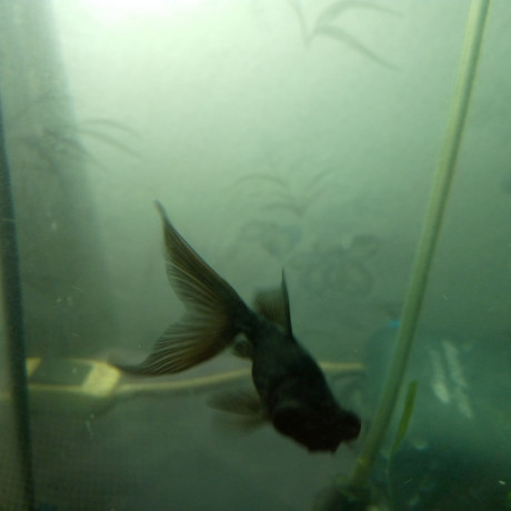 akvariumy-i-rybki-big-5